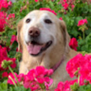 Meet your Posher, Carole